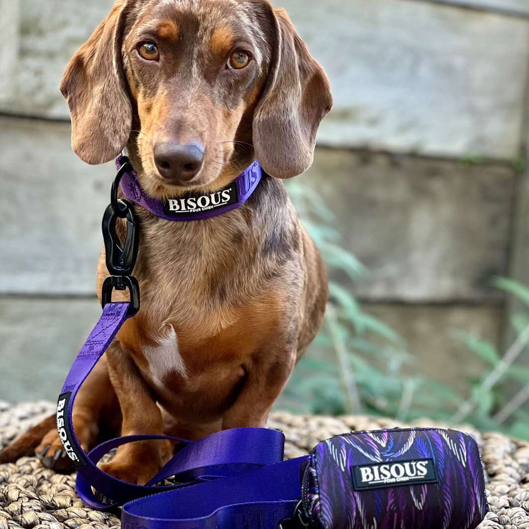 Sausage dog in purple collar and leash with matching poop bag holder