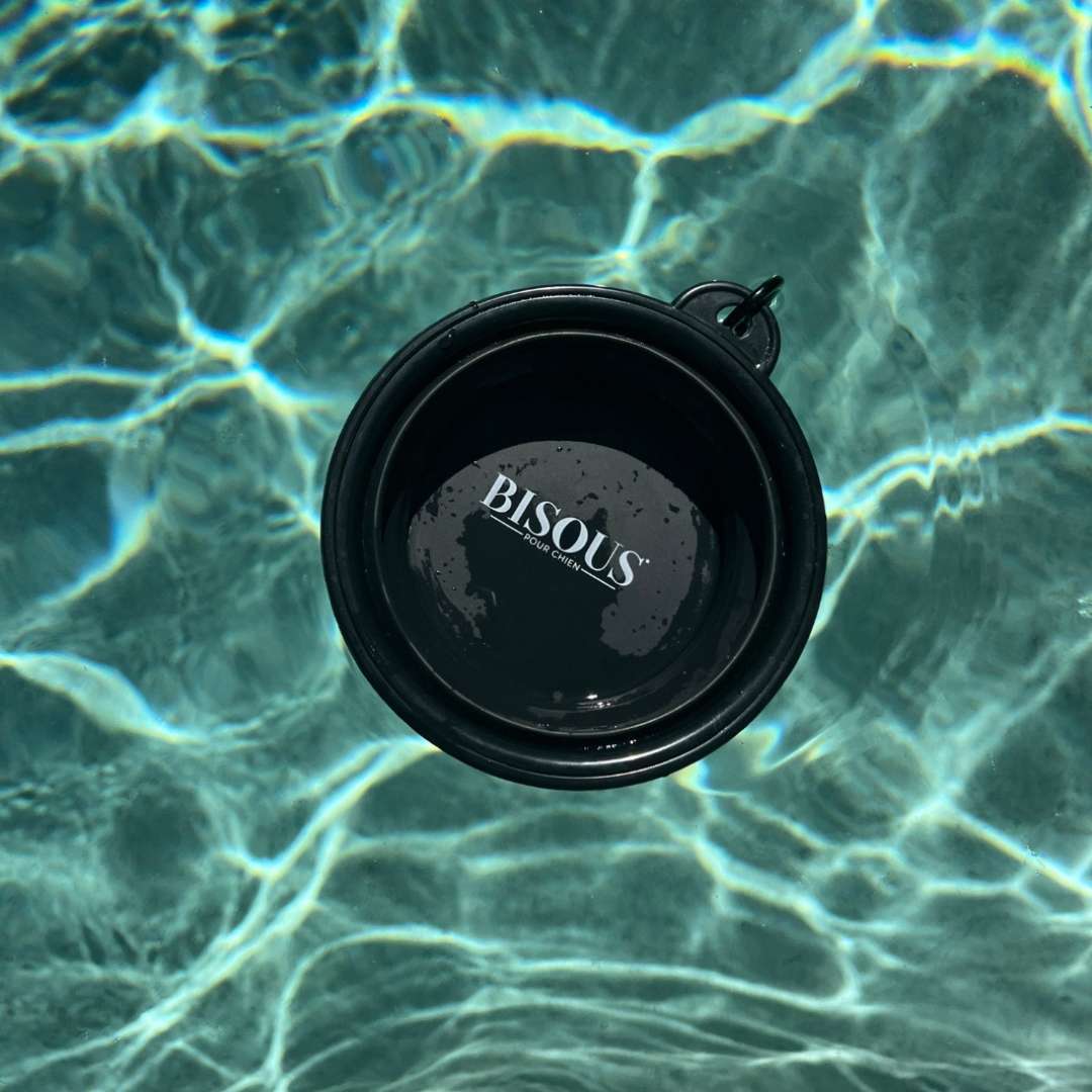 Black dog travel water bowl floating in pool water