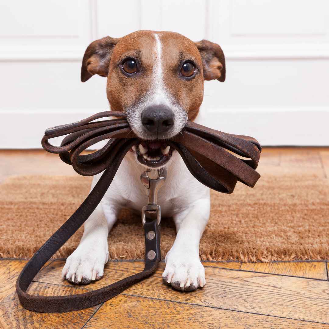 5 Essential Dog Training Commands for a Well-Behaved Pup - Bisous Pets
