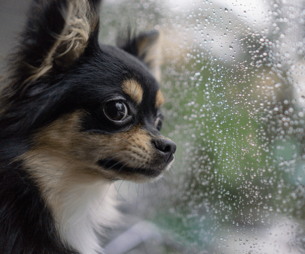5 Fun Indoor Enrichment Games for Dogs - Bisous Pets