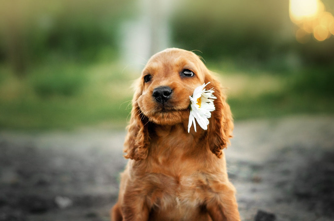 Getting a Puppy? 5 Key Tips for First-Time Dog Owners - Bisous Pets
