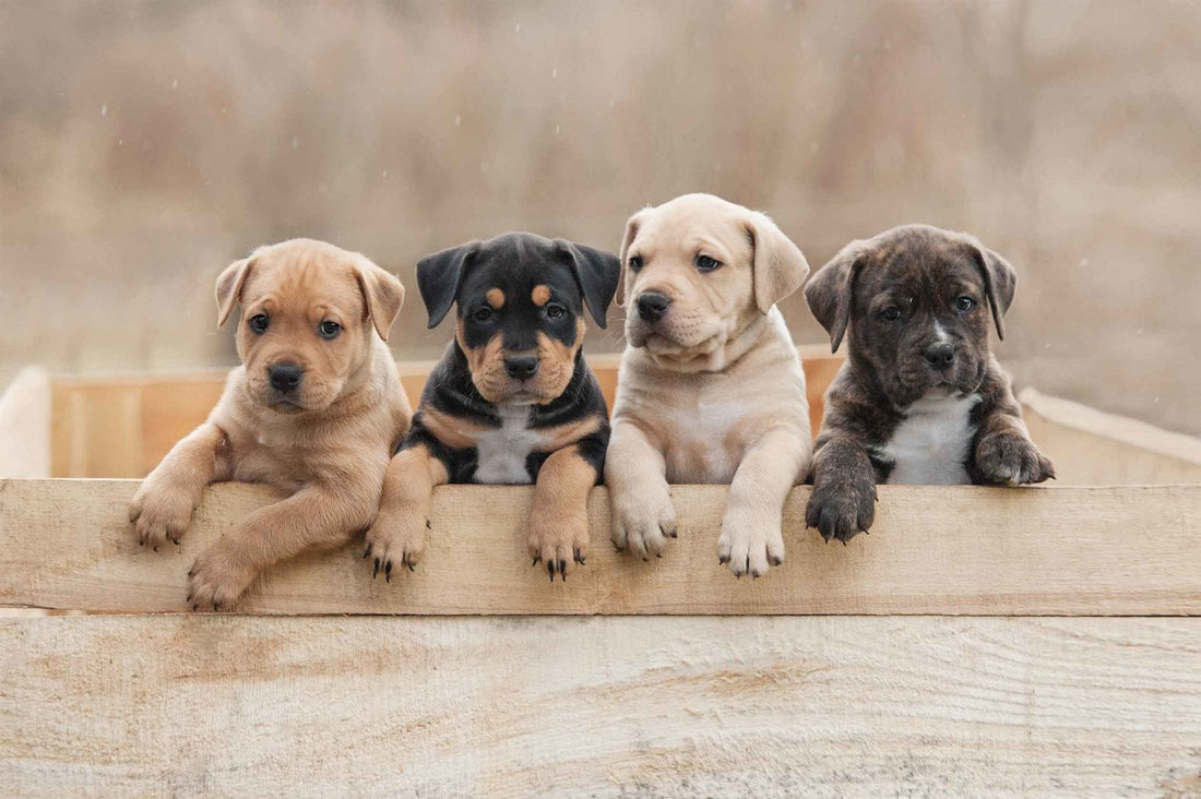 5 Things We Wish We Knew Before Getting a Puppy - Bisous Pets