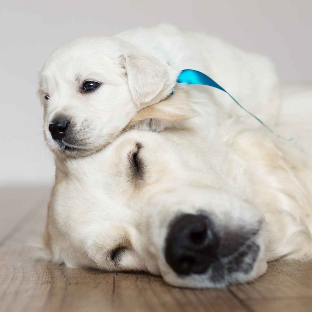 7 Questions To Ask Your Breeder Before Getting A Puppy - Bisous Pets