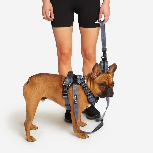 Benefits of a Dog Harness vs. Collar - which is better? - Bisous Pets