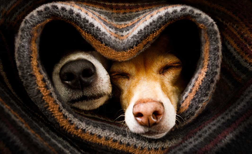 Caring for your dog in winter - Bisous Pets