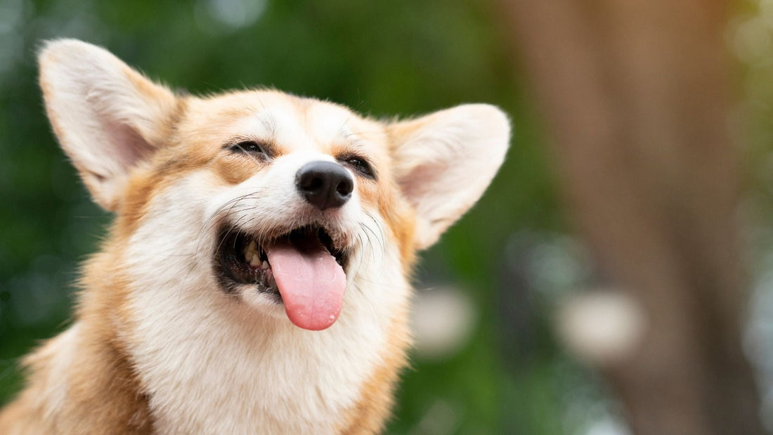 Earth Day Special: How Climate Change is Impacting Your Pet's Health - Bisous Pets