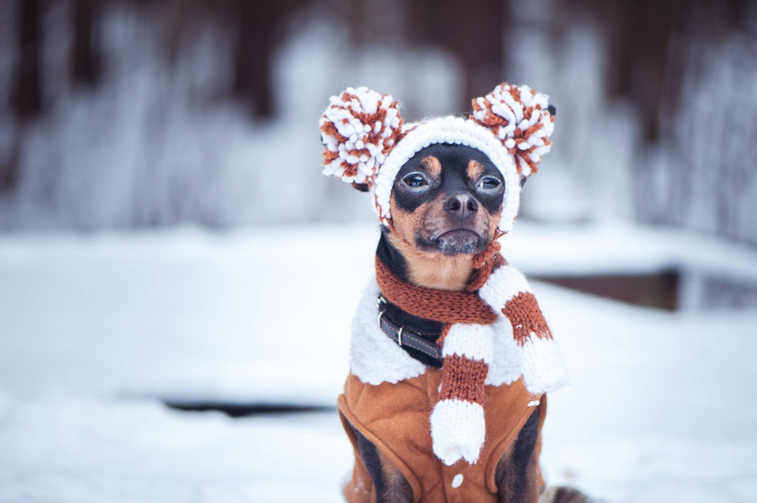 Feeling Cold? How To Keep Your Dog Happy & Healthy Through Winter - Bisous Pets
