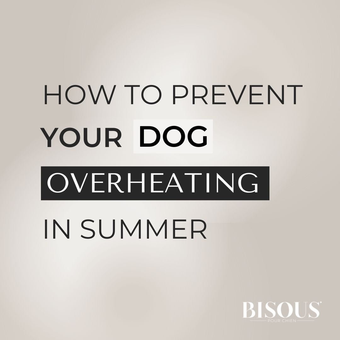 How Hot is Too Hot for Your Dog? A Complete Sun Safety Guide - Bisous Pets
