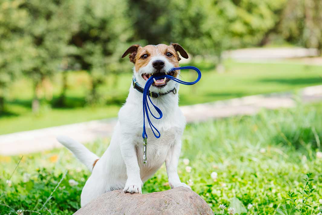 How to Make Every Dog Walk a Success - Bisous Pets