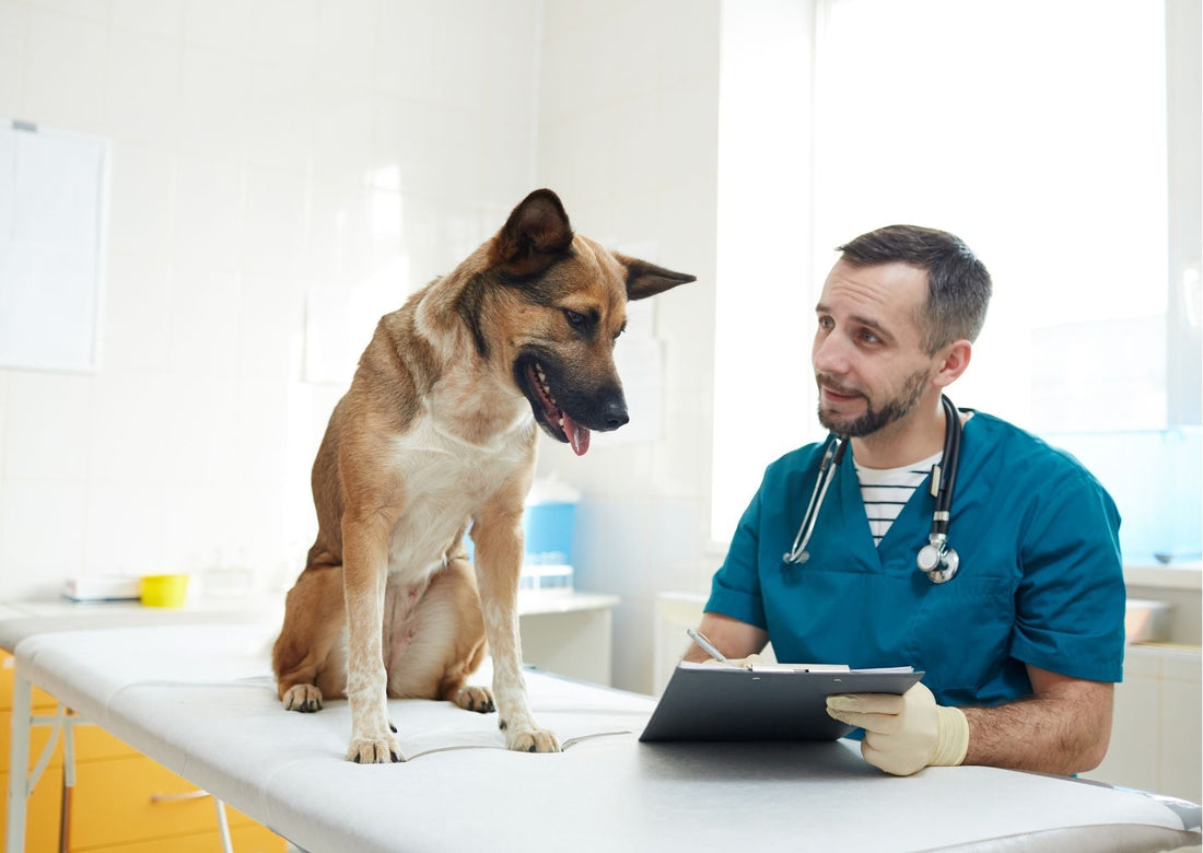 How Your Dog Can Save Lives - Bisous Pets
