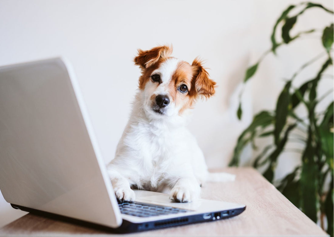 Navigating the Smart Pet Tech Boom: What You Need to Know - Bisous Pets