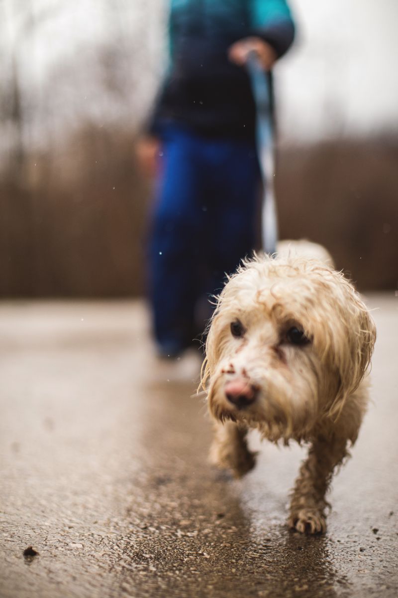 Pet Emergency Checklists - Why You Need to Be Prepared - Bisous Pets