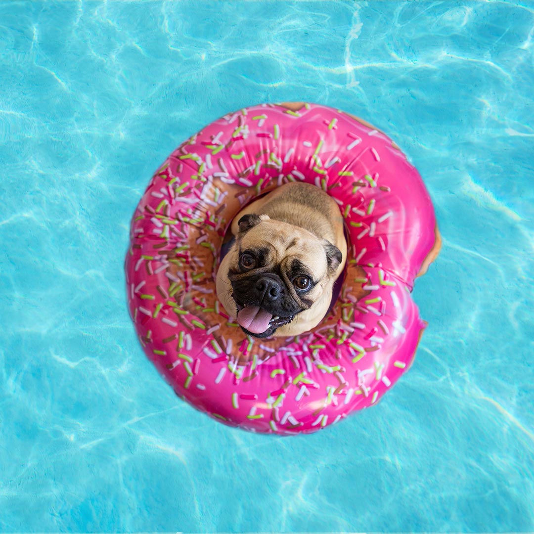 Preparing your dog for the summer months - Bisous Pets