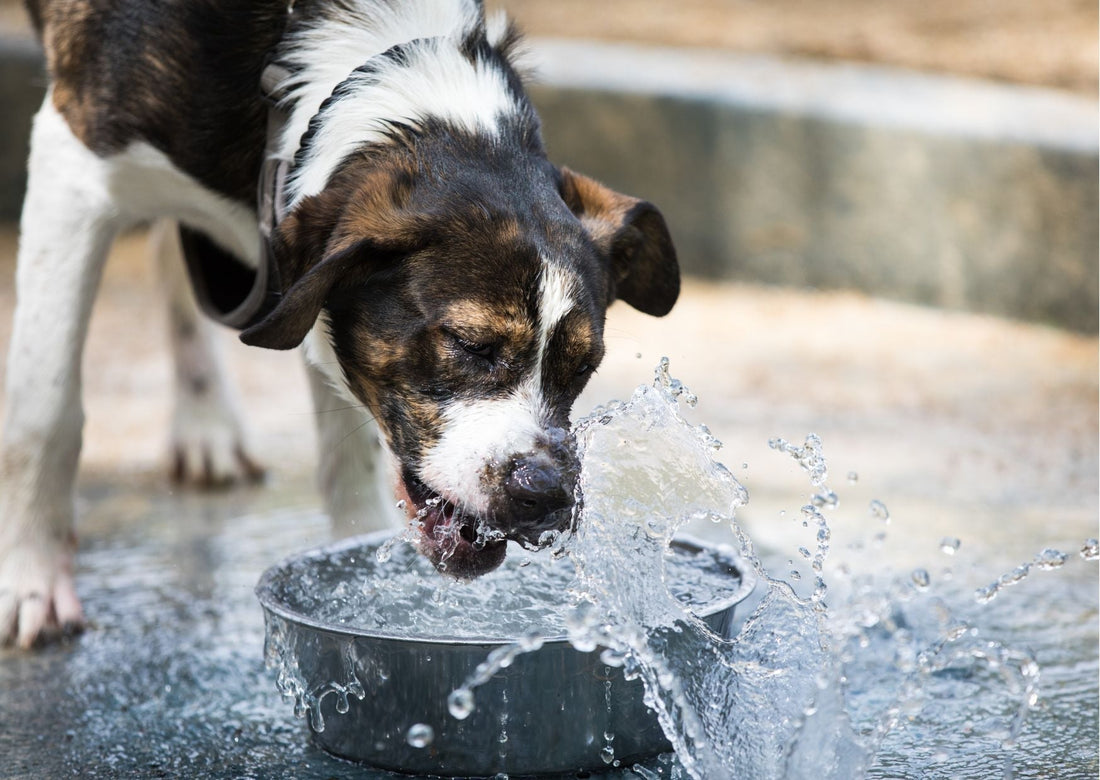 Public Dog Water Bowls – Are They Safe? - Bisous Pets