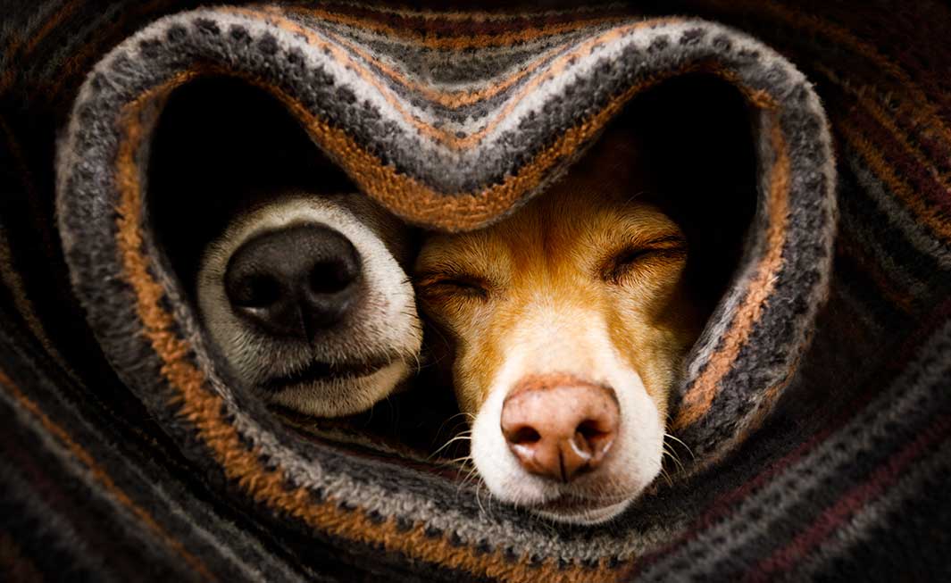 Surviving the Australian Winter: A Pet Care Guide for the Cooler Months Ahead - Bisous Pets
