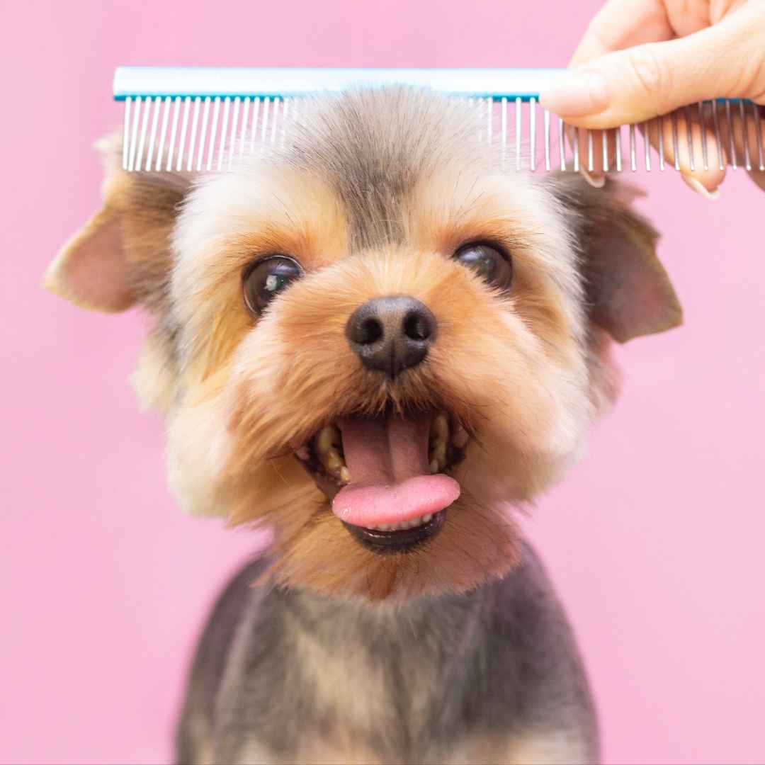 Top 5 Dog Grooming Tips - Bisous Pets