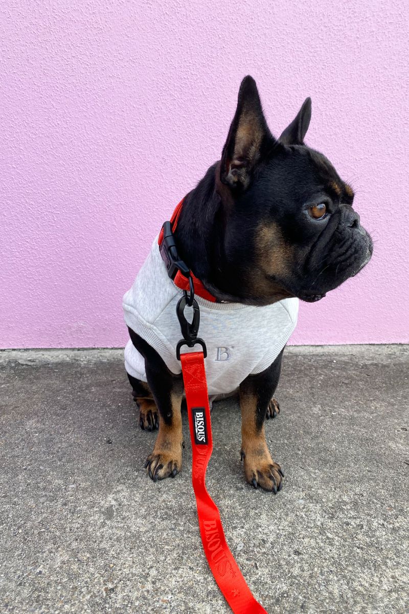 Why Dogs Wear Sweaters and How to Keep Them Cozy - Bisous Pets