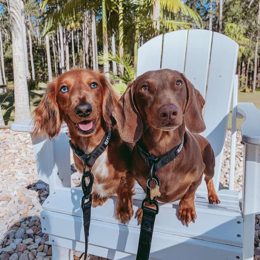 Two sausage dogs wearing black collars and matching leashes