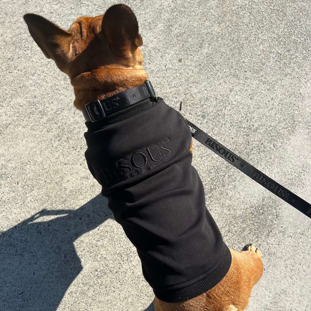 Dog jumper in black on a French bulldog with a matching black collar and leash