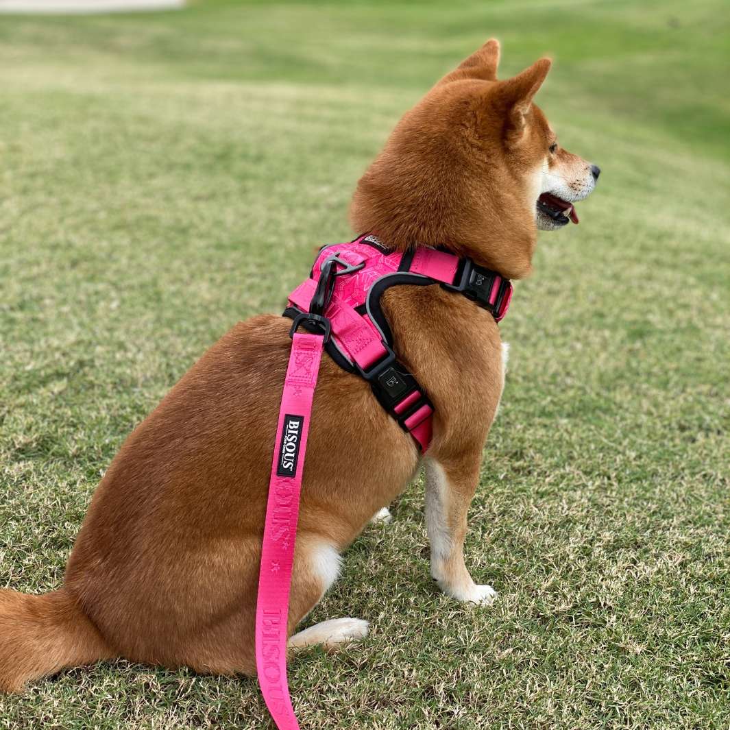 Shiba Inu wearing a pink dog harness and matching leash