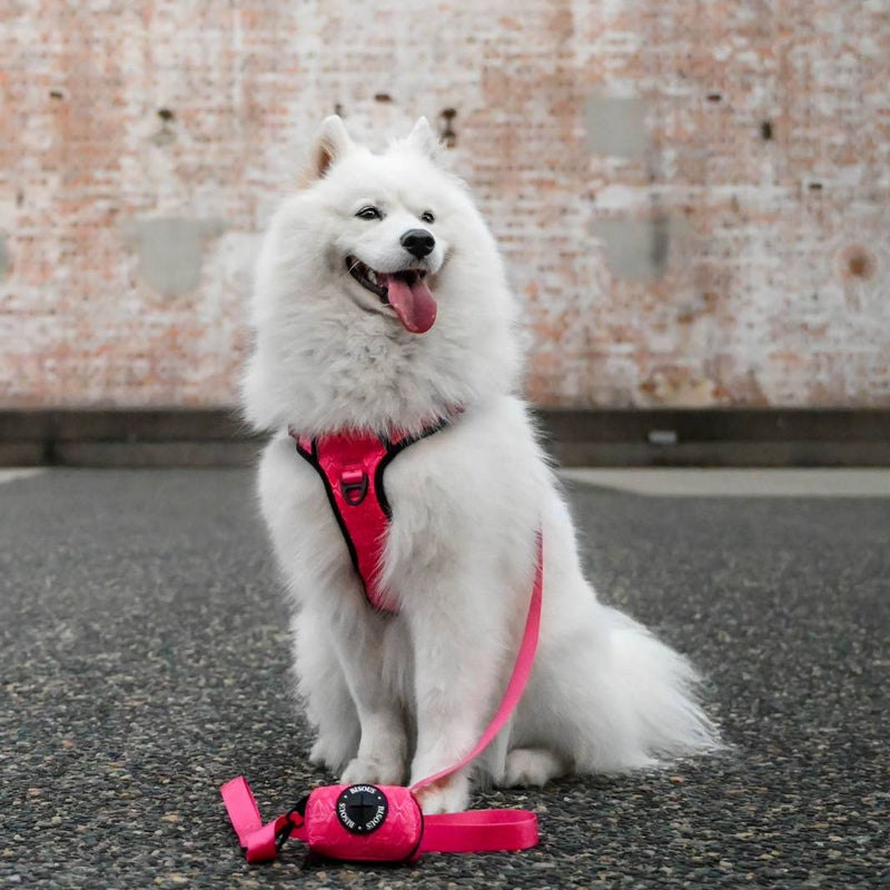 Shiba Inu wearing a pink dog harness and matching leash