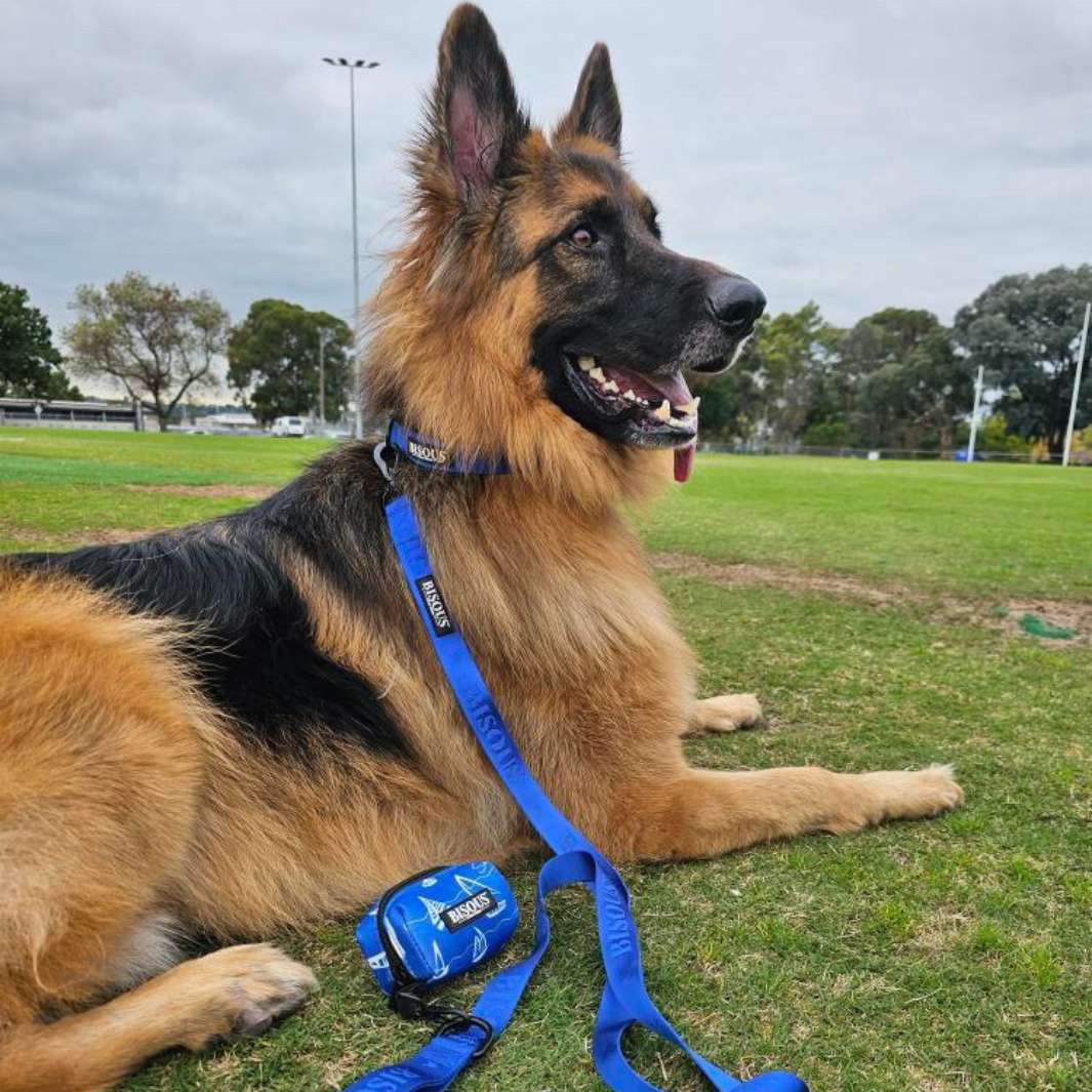 German Shepard in a blue collar and leash with matching poop bag holder