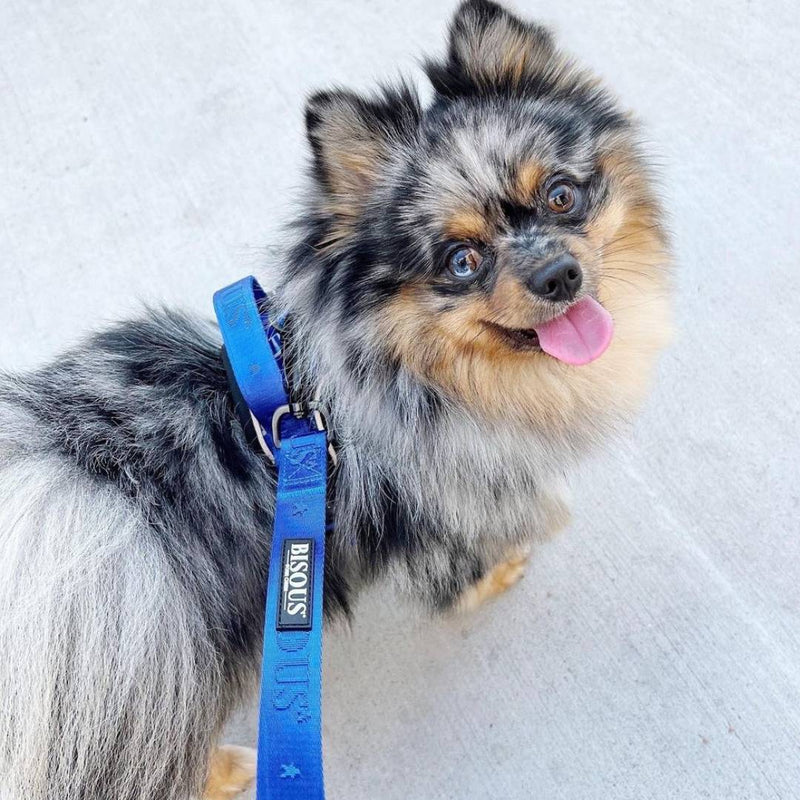 German Shepard in a blue collar and leash with matching poop bag holder