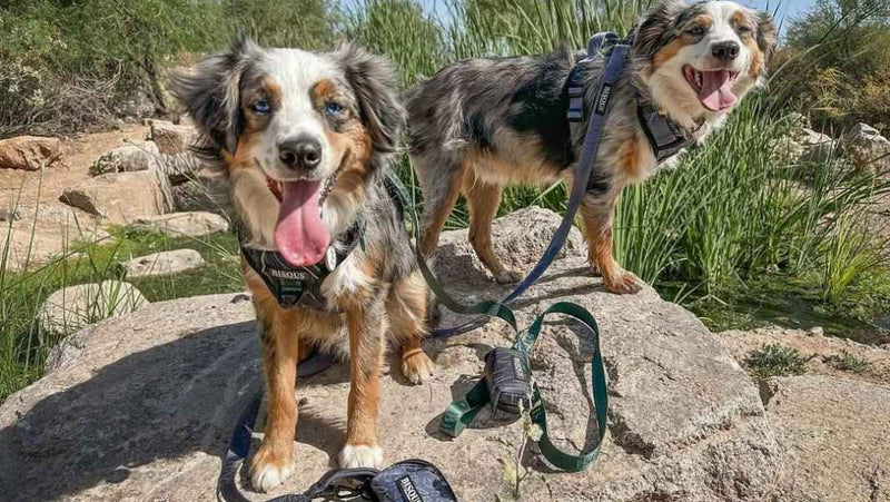 WALK - Bisous Pets