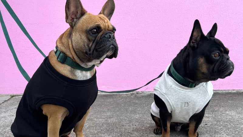 WEAR - Bisous Pets