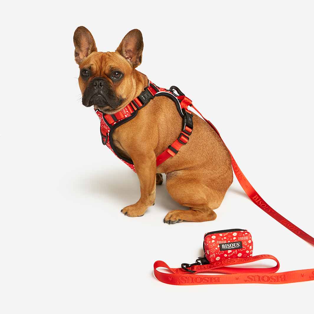 French Bulldog in red Bisous harness, leash and poop bag holder set