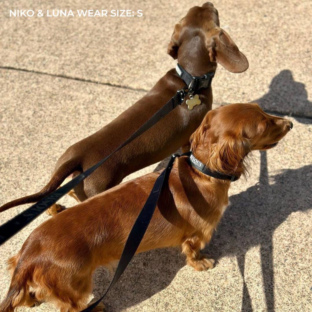 Black Classic Dog Collar for Comfort and Durability – Bisous Pets