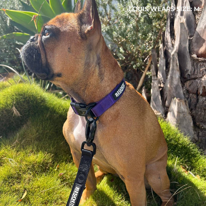 Classic Dog Collar | Purple - Bisous Pets