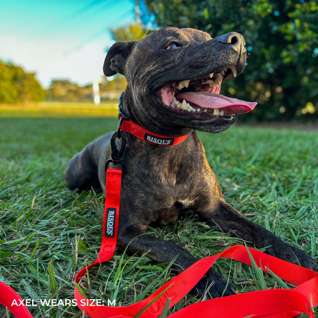 Classic Dog Collar | Red - Bisous Pets