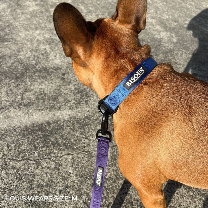 Classic Dog Collar | Royal Blue - Bisous Pets