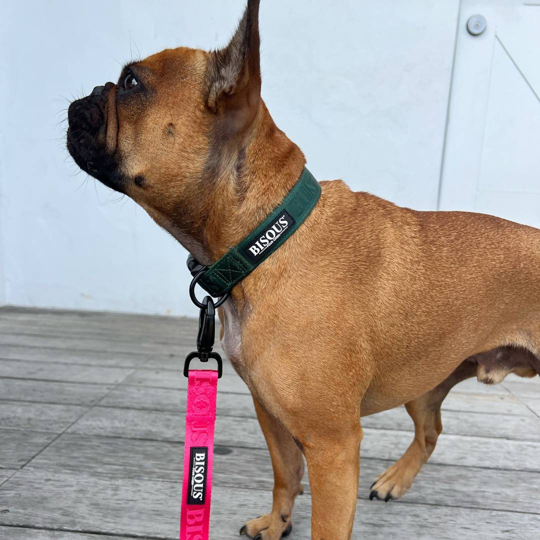 Classic Dog Leash | Pink - Bisous Pets