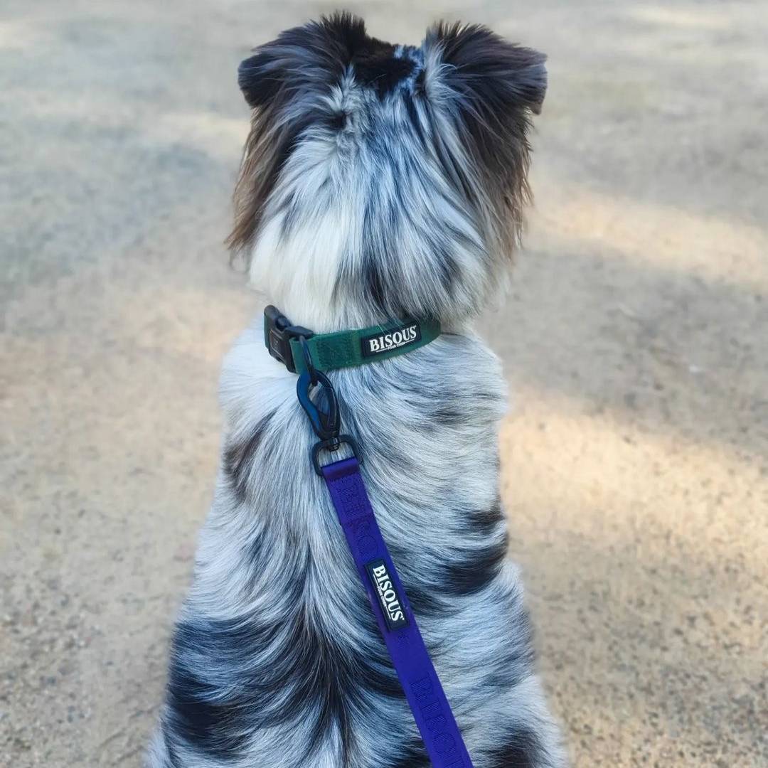 Classic Dog Leash | Purple - Bisous Pets