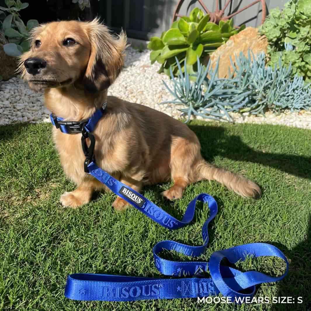 Classic Dog Leash | Royal Blue - Bisous Pets