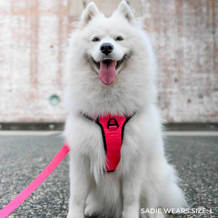 Smart - Fit Harness | Madame - Bisous Pets