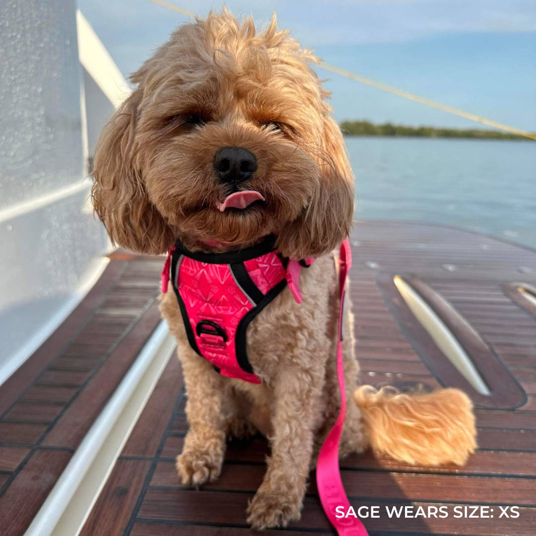 Smart - Fit Harness | Madame - Bisous Pets