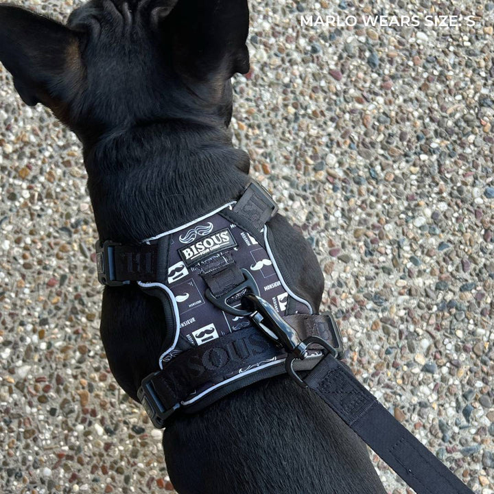 Smart - Fit Harness | Monsieur - Bisous Pets