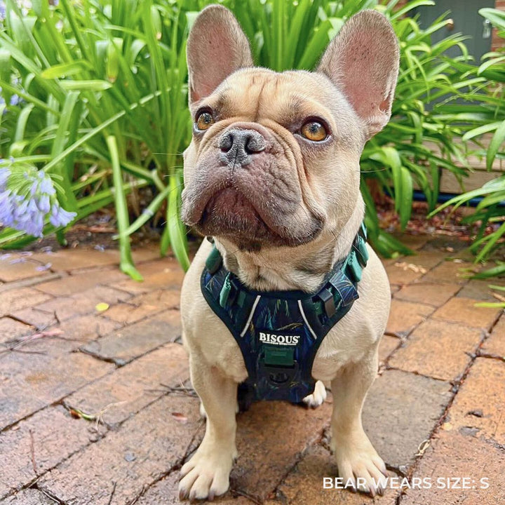 Smart - Fit Harness | Plume Green - Bisous Pets