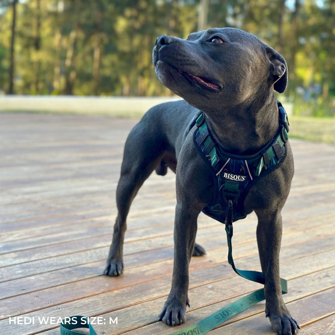 Smart - Fit Harness | Plume Green - Bisous Pets