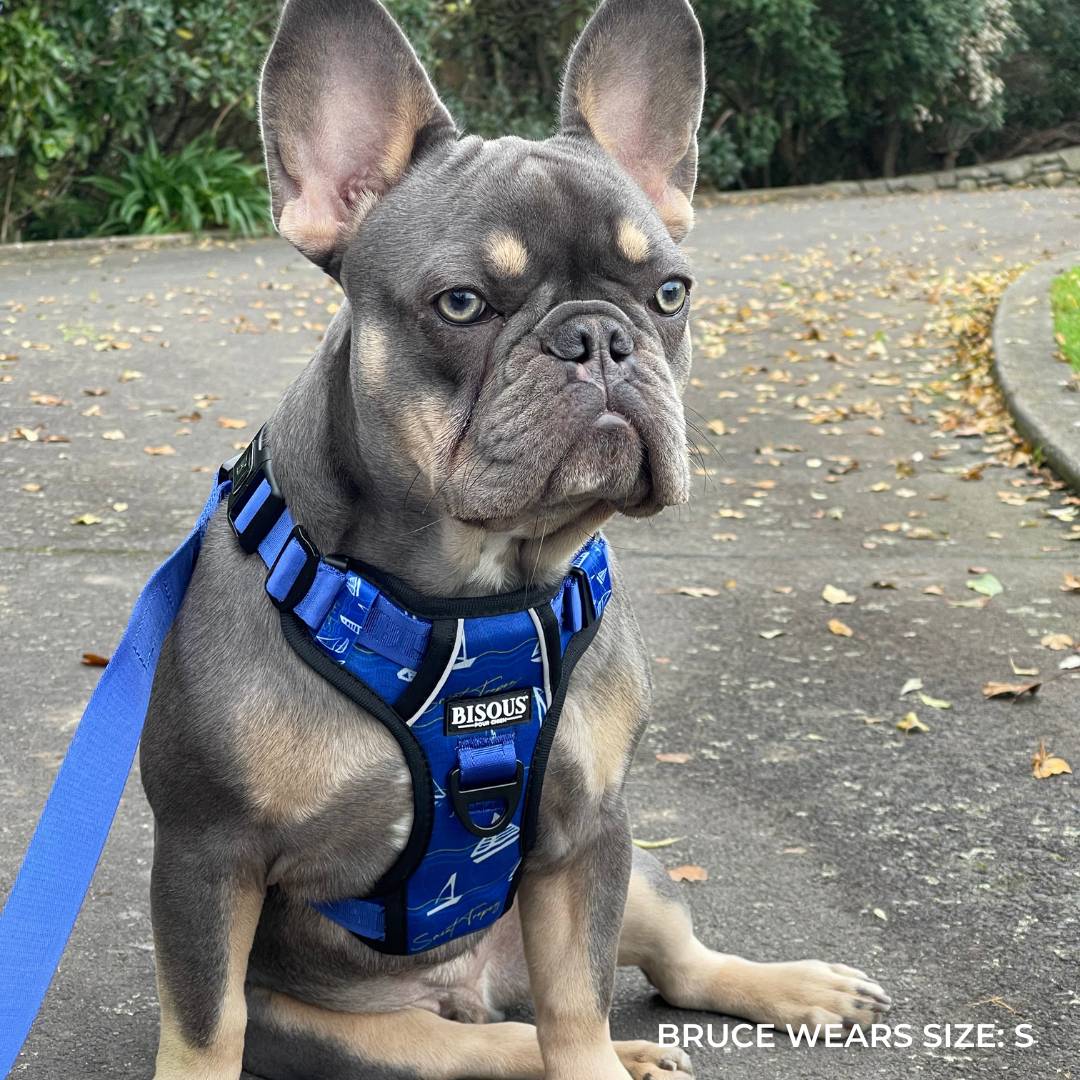 Dog Smart-Fit Harness | Saint Tropez Style – Bisous Pets