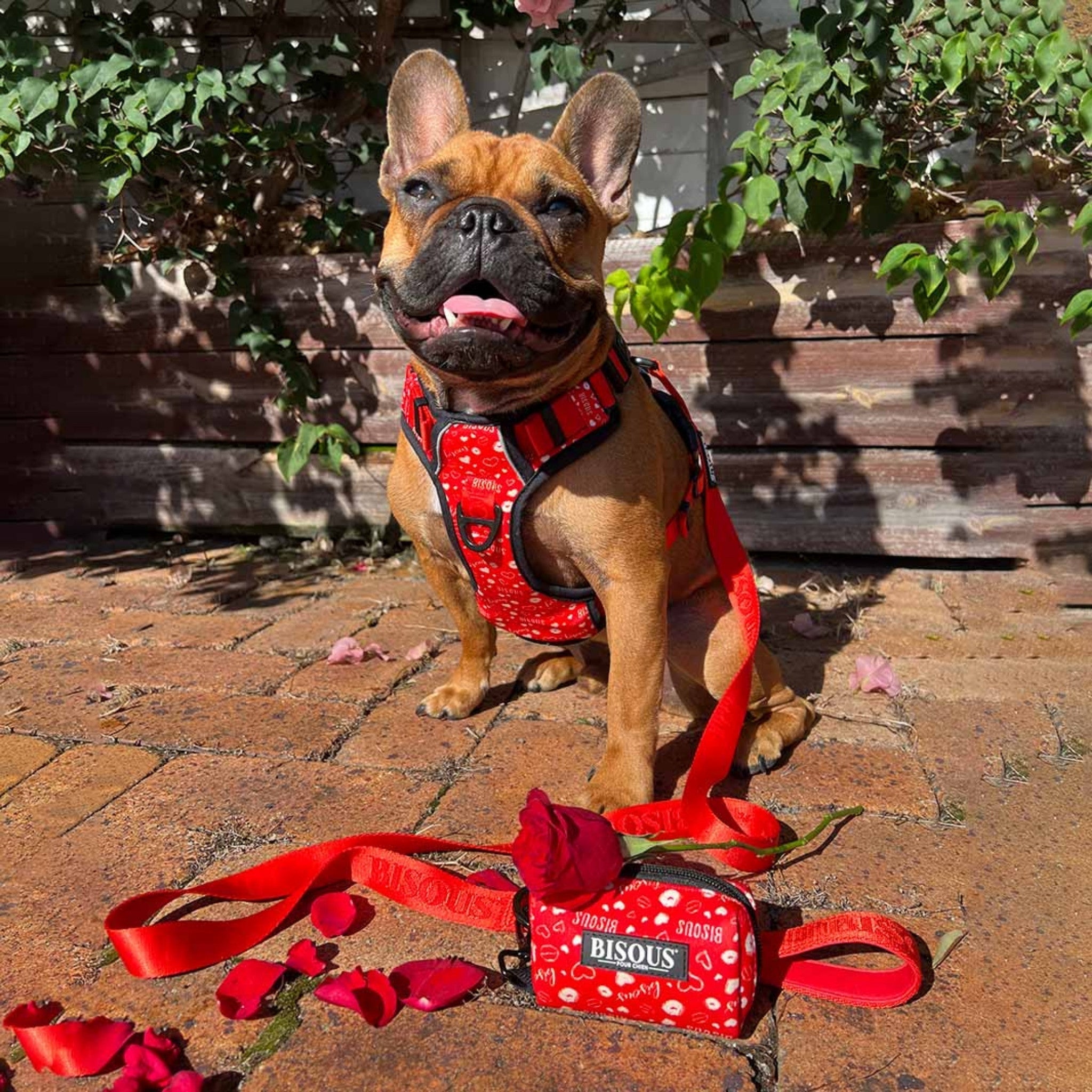 The Complete Walk Kit - Bisous Pets