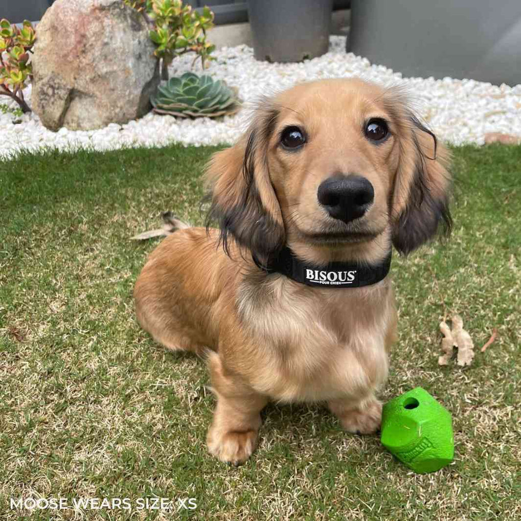 Classic Dog Collar | Black - Bisous | Pour Chien