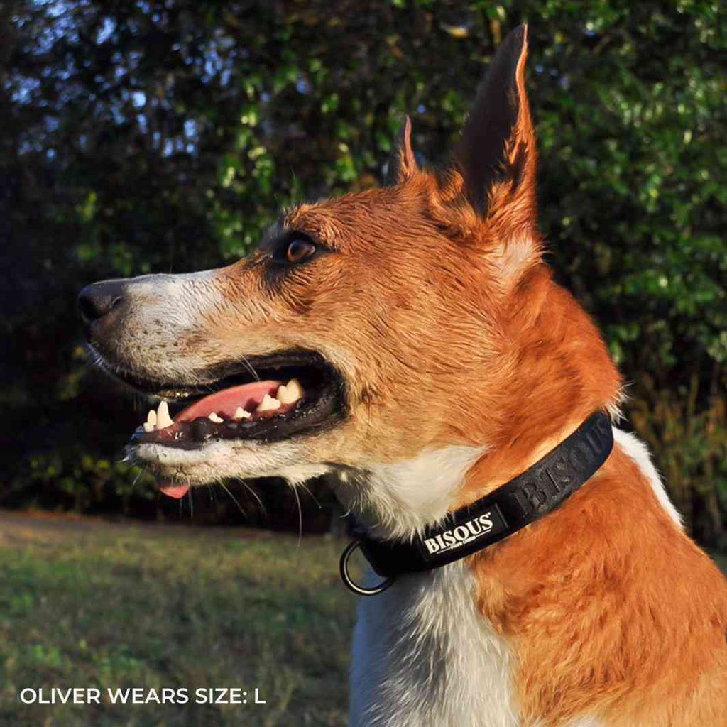 Classic Dog Collar | Black - Bisous | Pour Chien