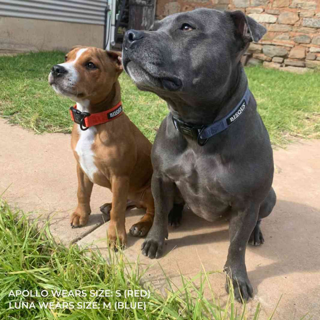 Classic Dog Collar | Blue - Bisous | Pour Chien