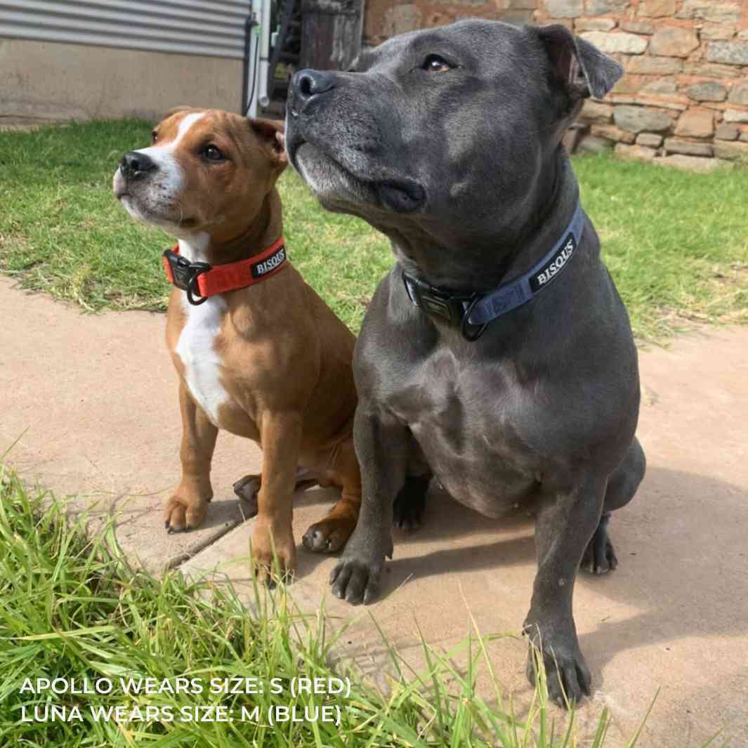 Classic Dog Collar | Blue - Bisous | Pour Chien
