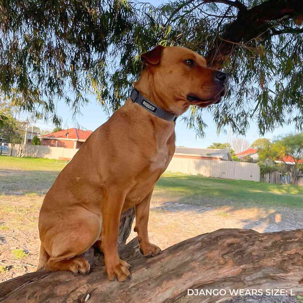 Classic Dog Collar | Blue - Bisous | Pour Chien