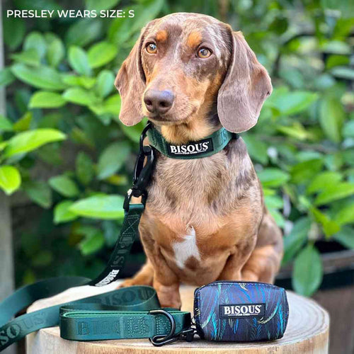 Classic Dog Collar | Green - Bisous | Pour Chien